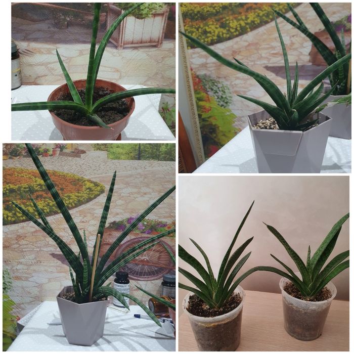 Комнатные цветы 2 вида