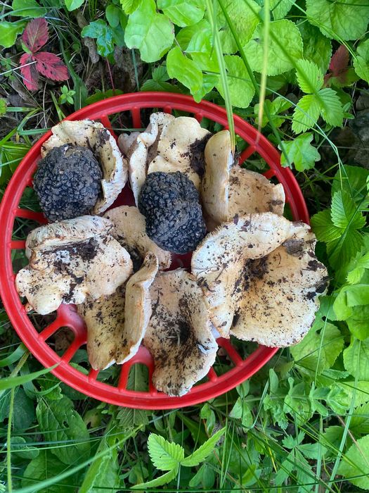 5 декара парцел с трюфел ферма