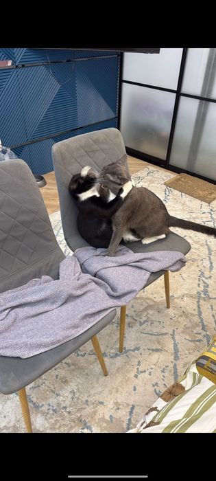 Срочно заберите кому очень надо ласкового умного кота черныша,