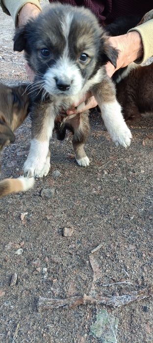 Отдам щенят в добрые руки