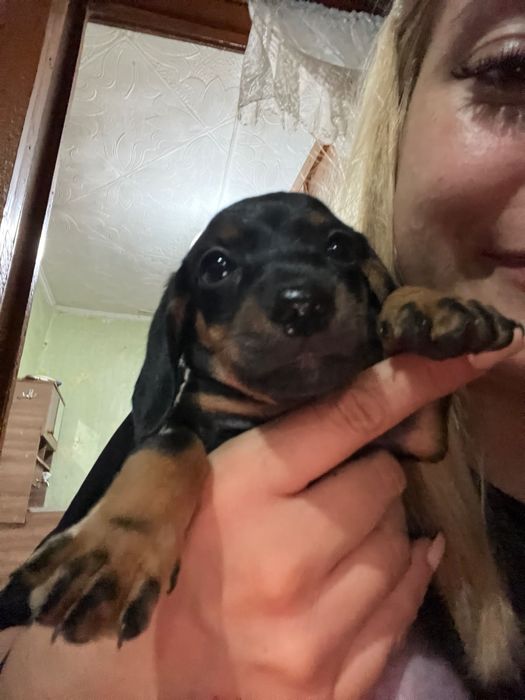 Щенки таксы продам