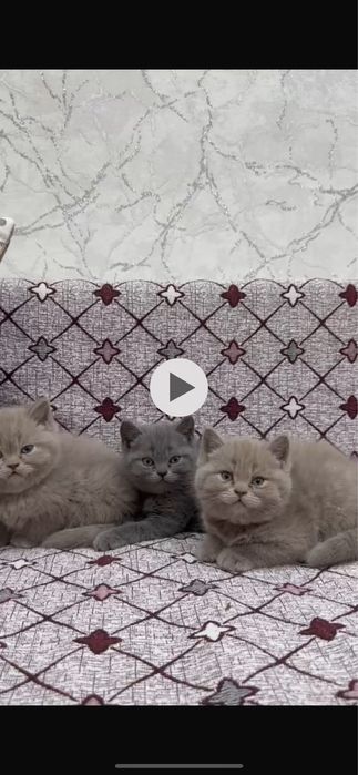 Британские котятя