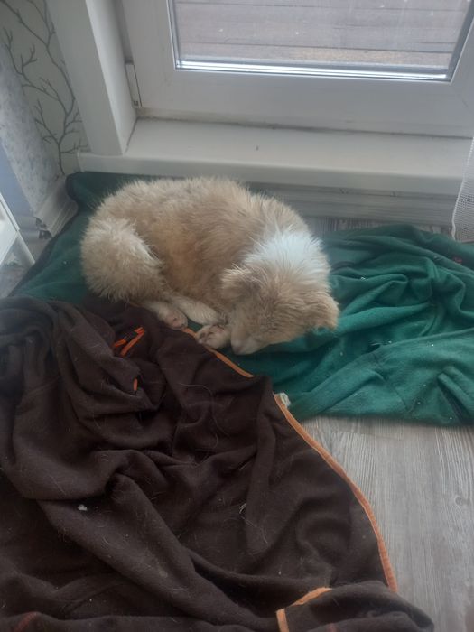 Щенок девочка 3 месяца