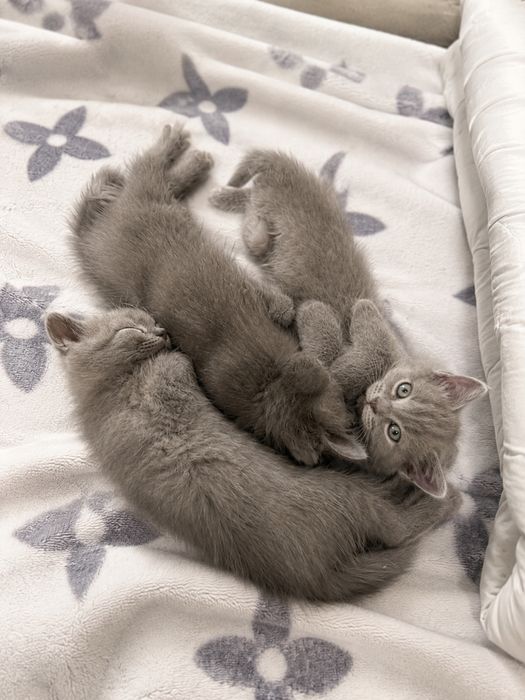 •Очаровательные шотландские котята!•