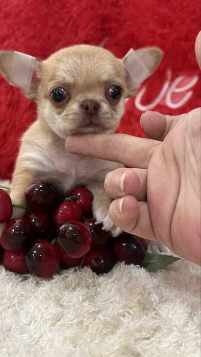 Кукольная девочка чихуахуа кобби