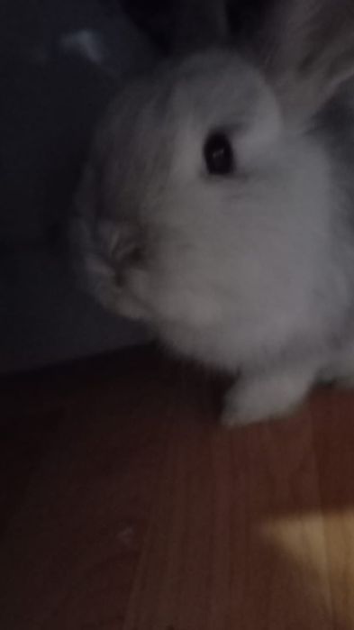 Кролик декоративный