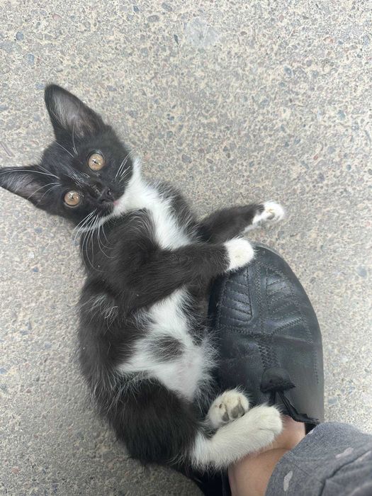 Отдам котенка в добрые руки