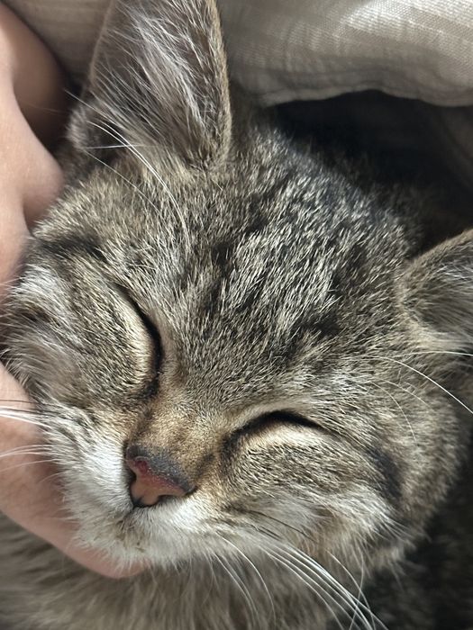 Отдам котенка мальчишку в добрые руки