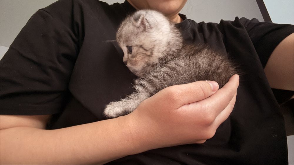 Вислоухий чистокровный