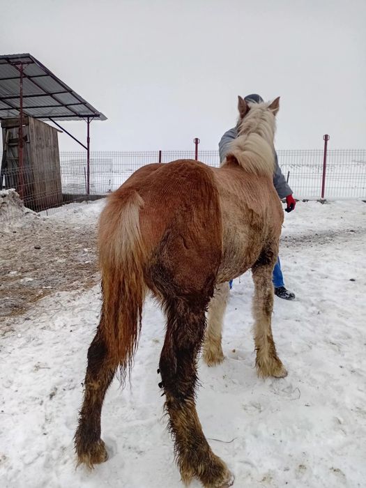 Maza de vânzare  ardeneza