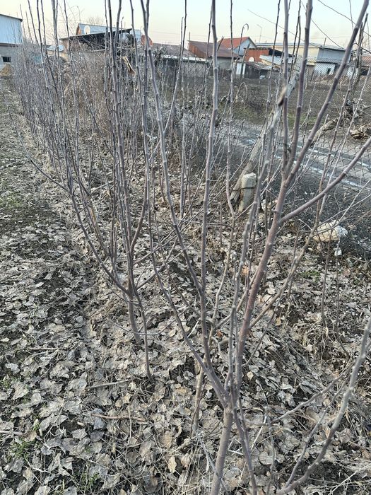 Продается саженцы,сорт-Американка,500 шт