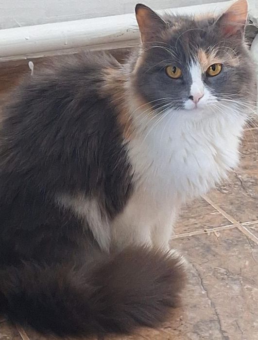 КОТЯТА ждут семью !!!