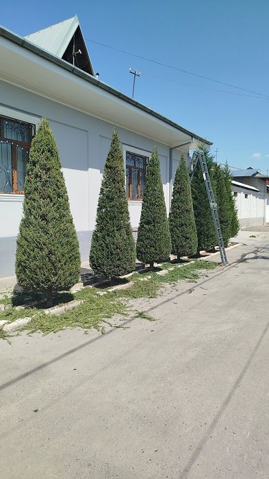 Archa kesish xizmati