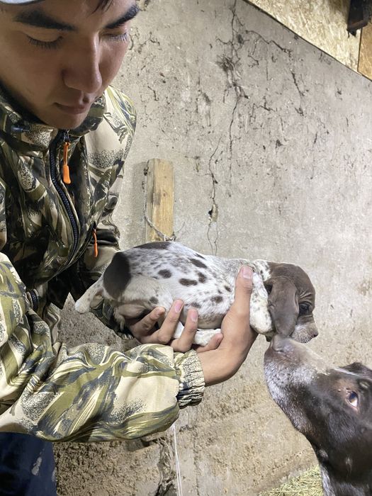 Курцхаар щенок девочка