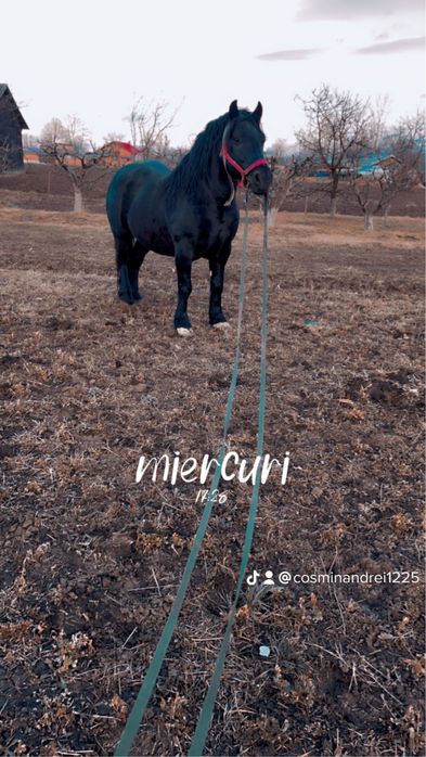 Armăsar de monta și vânzare