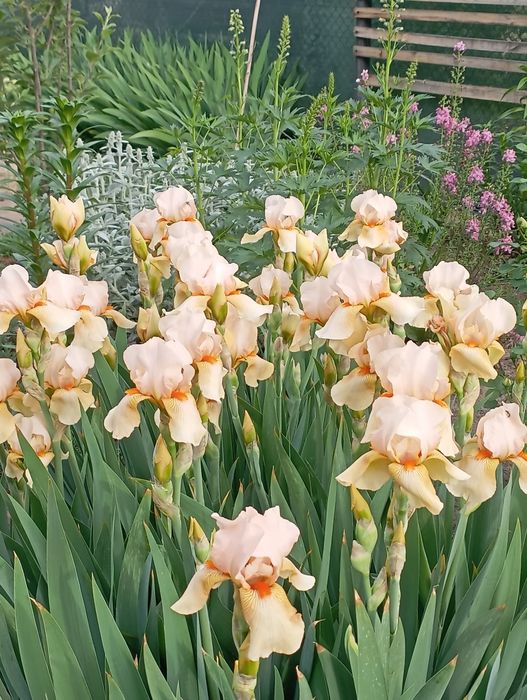 Продам клубни цветов.