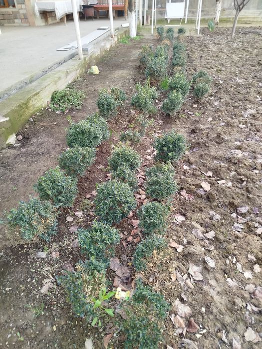 Shamshod. Kochat juda arzon narxda