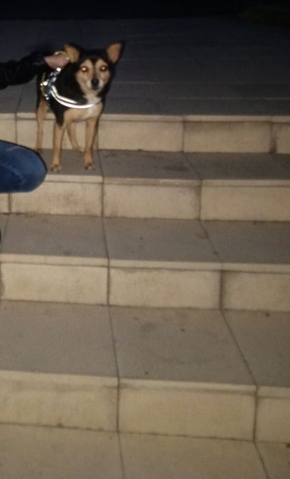 Отдам собаку в хорошие руки