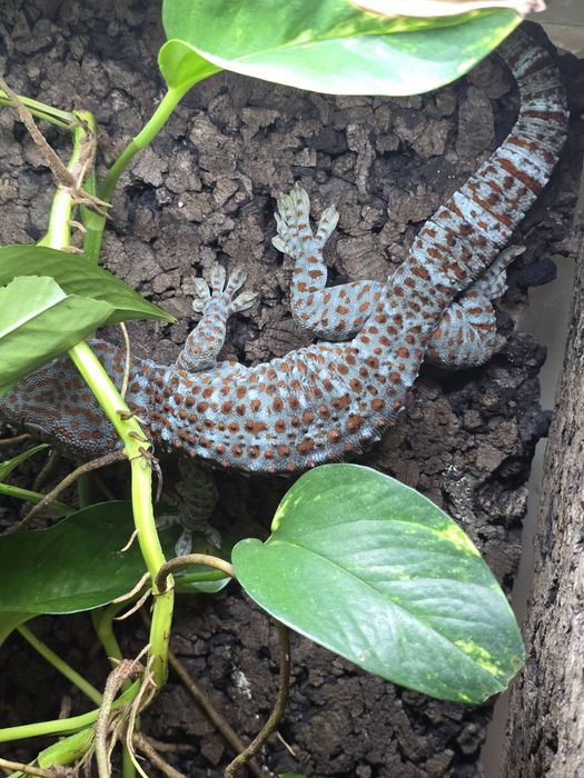 Tokay gecko/ Gekko gecko