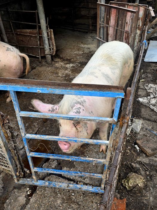 Продавам прасе домашно