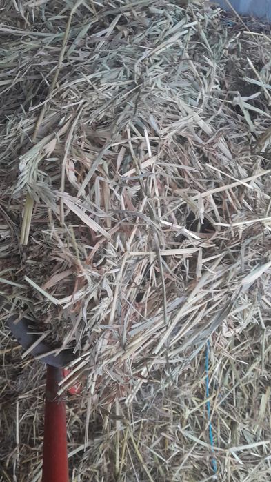 Baloti ovaz fara lucerna