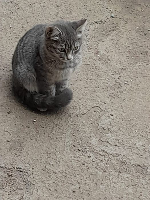 Котята мальчики отдам