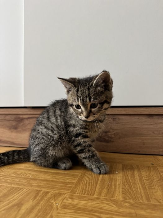 Котята породистые