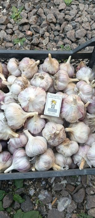 Продам чеснок, острый перец