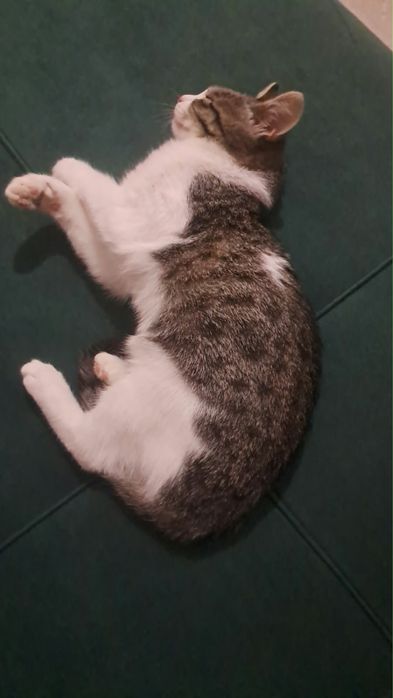 Кошка девочка 5,6айлык