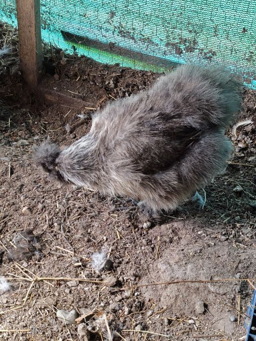 Mătase japoneză gri 4+1