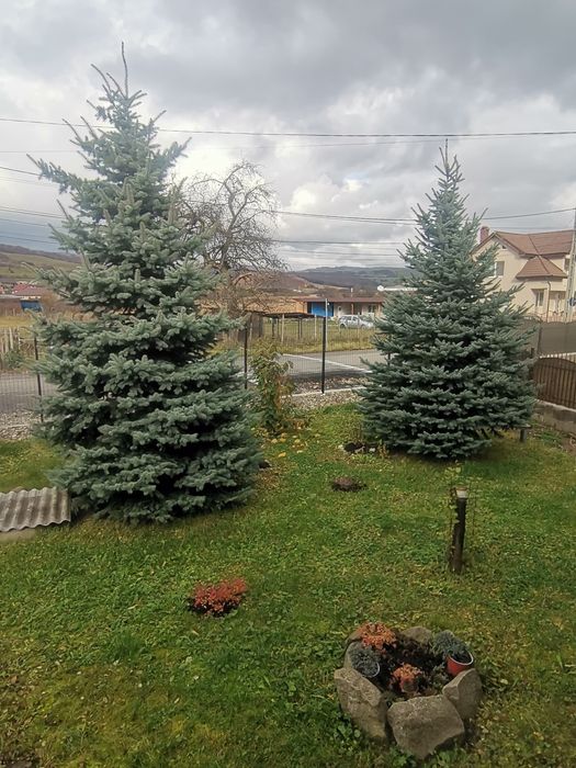 Brad natural argintiu