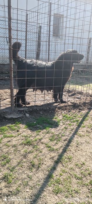 Ciobanesc corb romanesc