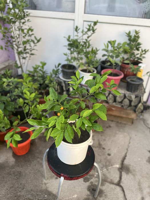 Продам лимон мейра