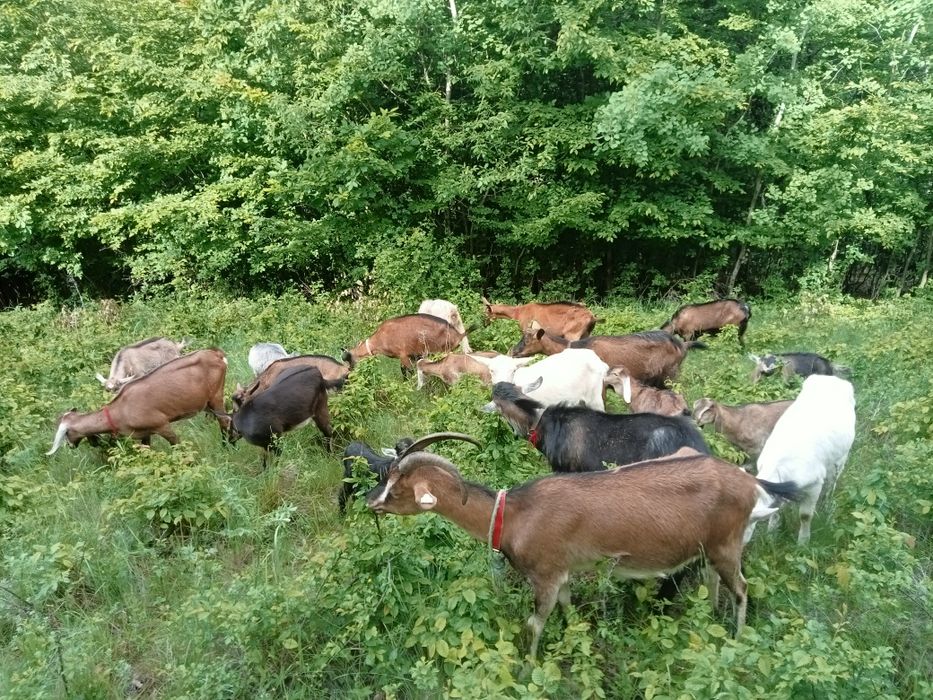 Vind oi sufok, capre și iede alpine și anglonubiene.