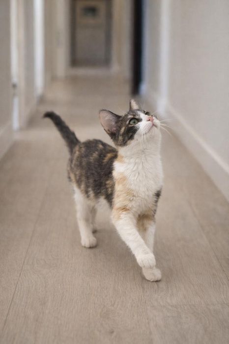 Кошка в добрые руки