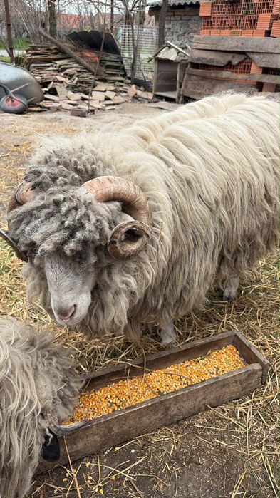 Oii de vânzare , berbec