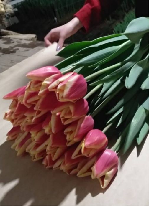 Голландские тюльпаны – только оптом!