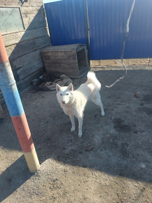 Продам щенка лайку