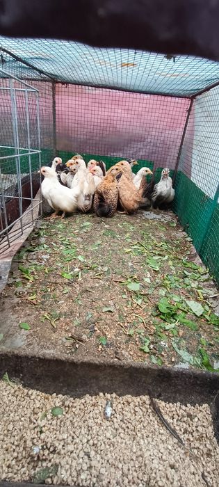 Chabo pui și maturi originali