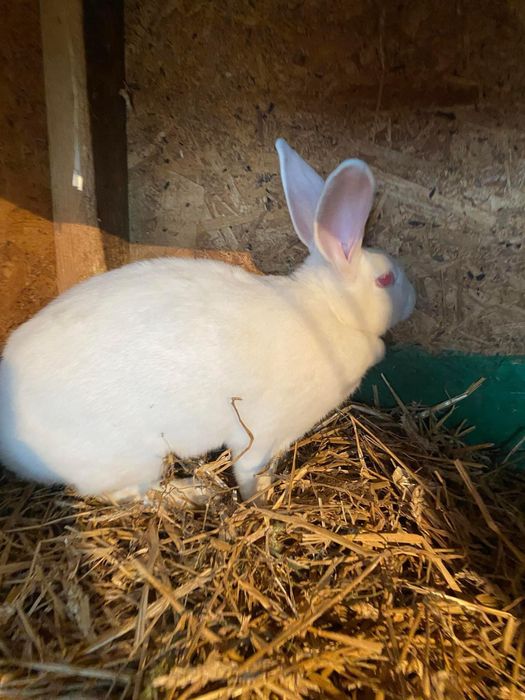 Iepuri Hycole Francez – carne de calitate superioara!