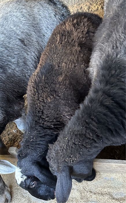 Keksa odamlar bilan deoda porno jinsiy aloqa