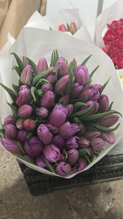 Тюльпаны оптом и в розницу