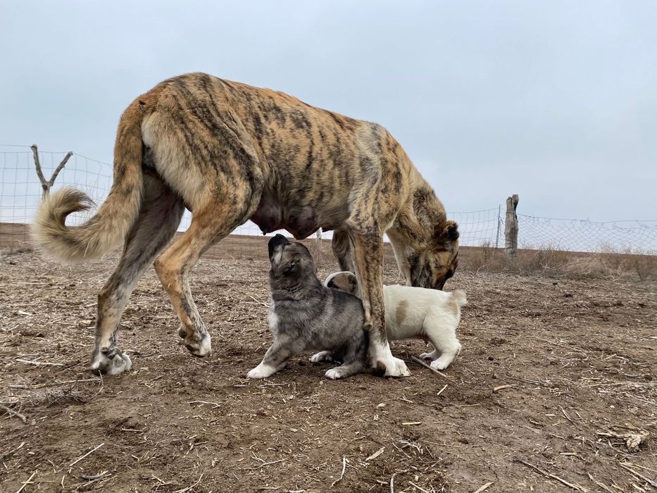 Тобет кушиктер бар