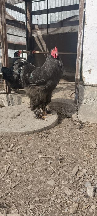 Петух Брама молодой