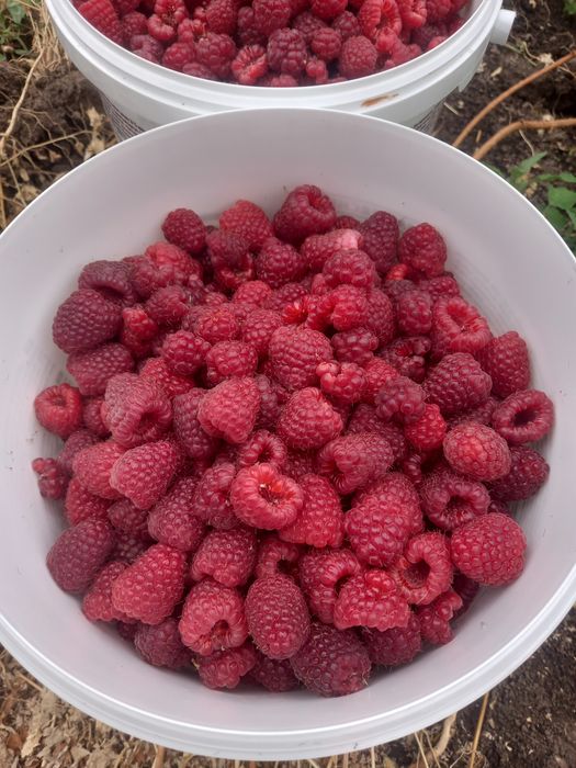 Продам срочно дача