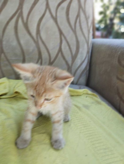 Отдам котят в хорошие руки