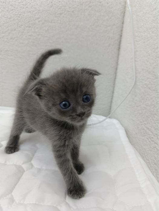 Котенок , мальчик , отдам в добрые руки !