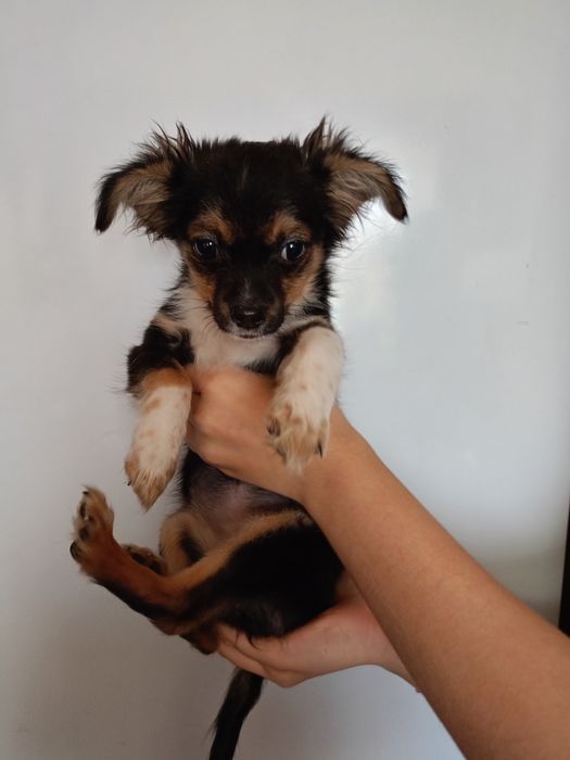 Продам щенка пинчера 4 месяца девочка