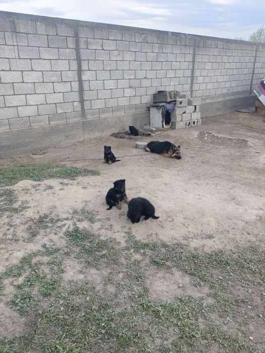 Немецкая овчарка щенки