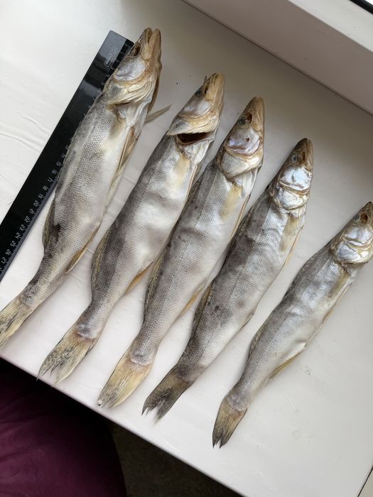 Вяленый судак этого года